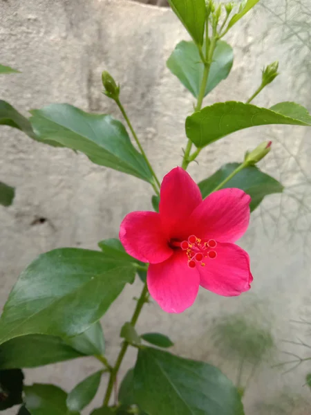 Гуджарат або гібіскус рослина і квітка найкраще назавжди для домашнього декору — стокове фото