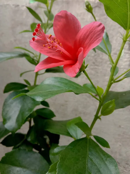 Piros színű hibiszkusz virág növény — Stock Fotó