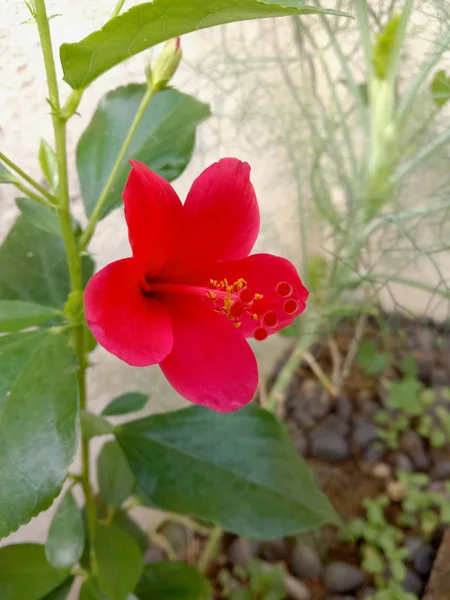 Evergreen medicinal hibiscus flower plant — ストック写真