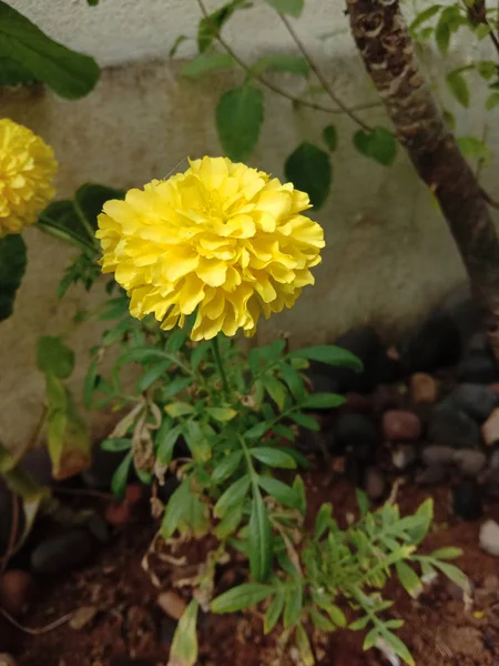 Pretty yellow merigold flower plant — Stock Photo, Image
