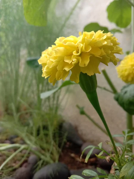 Winter special merigold flower plant for home gardening outdoor. — ストック写真