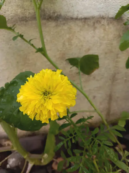 Яскраво-жовтий колір квітки і рослини — стокове фото