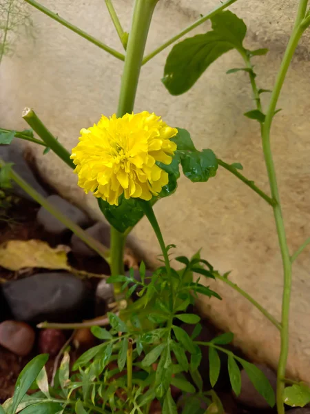 Bright yellow merigold flower and plant — ストック写真