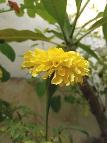 Flor de genda ou merigold planta e flor — Fotografia de Stock