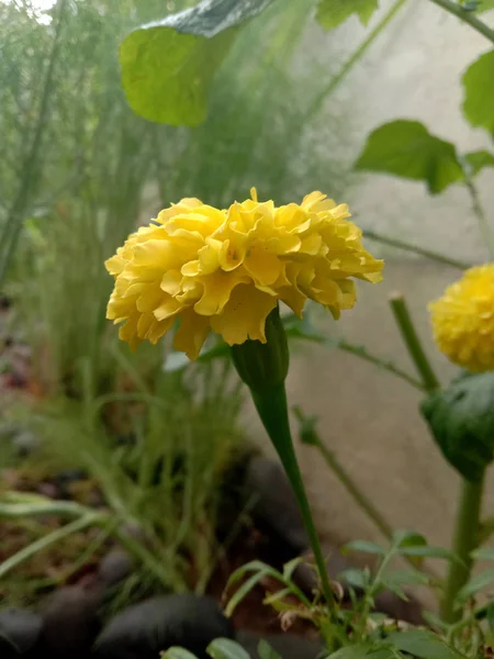Säsong pÃ ¥vintern merigold blomma trÃ ¤dgÃ ¥rd — Stockfoto