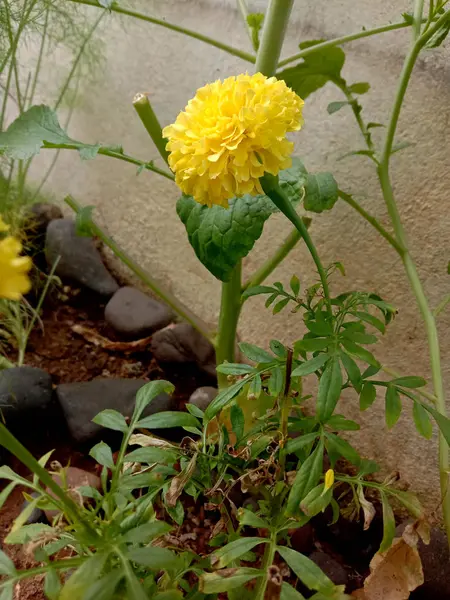 Pretty yellow merigold flower plant — ストック写真