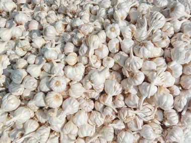 sağlıklı aromatik taze baharatlı olgun sarımsaklı sebze demeti