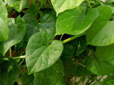 Fresh ayurvedic herb giloe leaves and stem clipart
