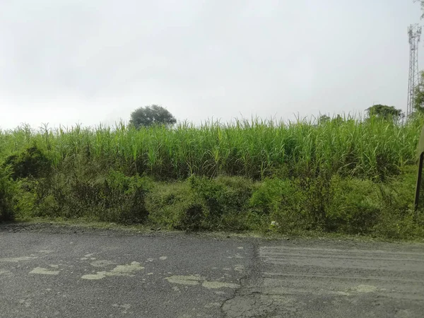 Sugarcane crop in india — 스톡 사진