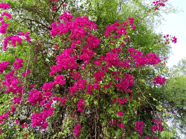 Klättring på ett träd bougainvillea blommor växt — Stockfoto