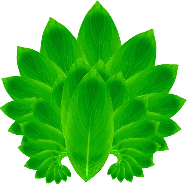 Зелене листя розташоване у формі кола — стокове фото