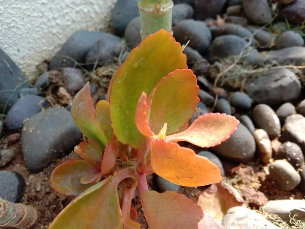 Лекарственное Растение Bryophyllum Pinnatum — стоковое фото