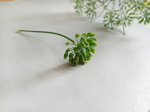Fresh Aromatic Green Fennel Seed — Stock Photo, Image