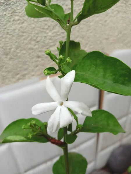 Juhi Jasmin花植物の背景 — ストック写真