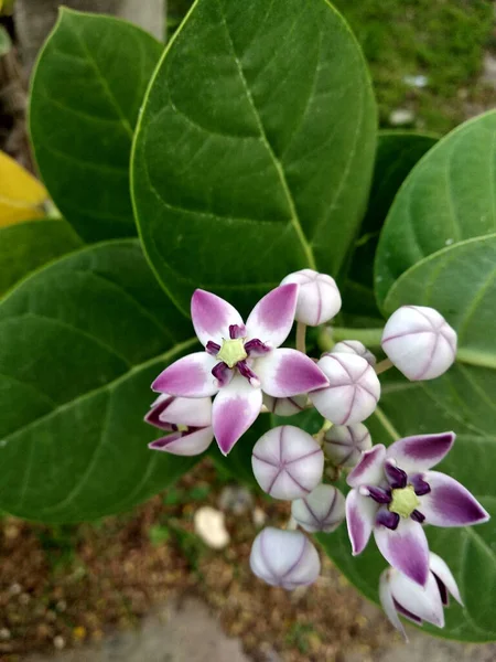 Лікарська Гігантея Calotropis Або Квітка Крони — стокове фото