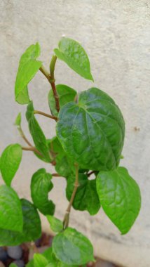 betel yaprağı bitki arkaplanı