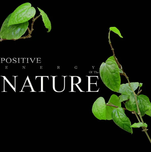Positive energy of  the Nature green leaves and black background