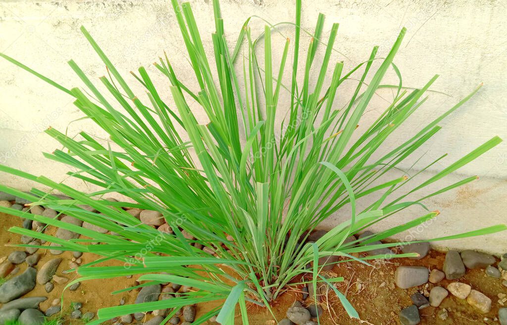 verde fresco limoncillo hojas planta fondo 2022