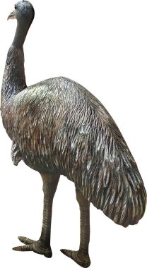 Devekuşu kuşu ve beyaz arkaplan