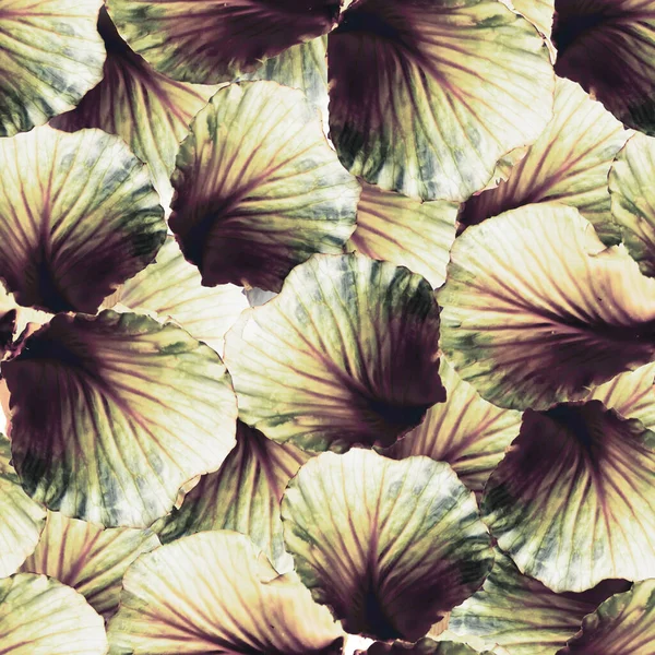 Hübsche Rosa Und Cremefarbene Kohlblätter Nahtloses Muster — Stockfoto