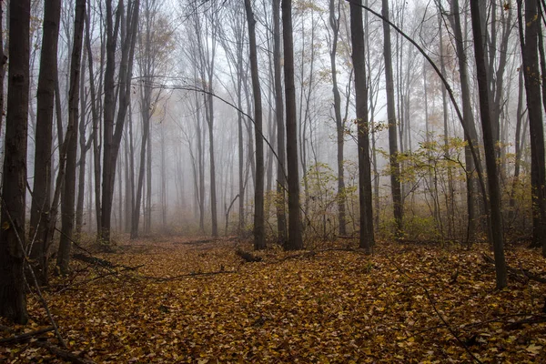 Foggy Forest Trail No Outono — Fotografia de Stock