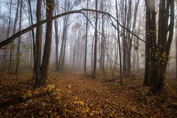 Trilha de floresta de outono envolta em nevoeiro — Fotografia de Stock
