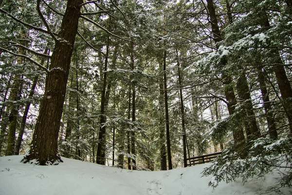 Floresta do País das Maravilhas de Inverno com neve caindo fresca — Fotografia de Stock