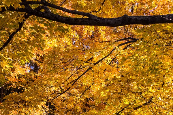 Michigan autunno acero sfondo — Foto Stock