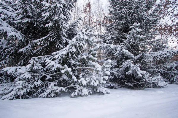 Snowy Pine Tree Tła Sosny Pokryte Świeży Śnieg Spadł Kopia — Zdjęcie stockowe