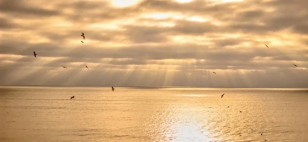 海洋日出全景背景 日出在大西洋与光线反射出水面和海鸥的轮廓在前景 默特尔比奇 南卡罗来纳州 — 图库照片