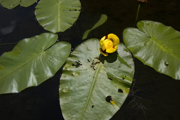 Lilly Lagoa Amarela Yellow Pond Lily Nativo Norte Michigan Canadá — Fotografia de Stock