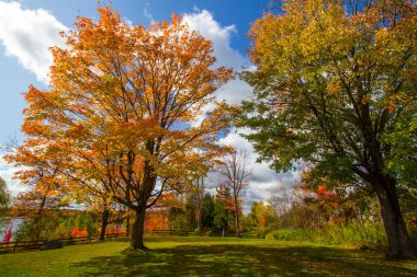 Michigan Parkı 'nda Sonbahar Yeşilliği