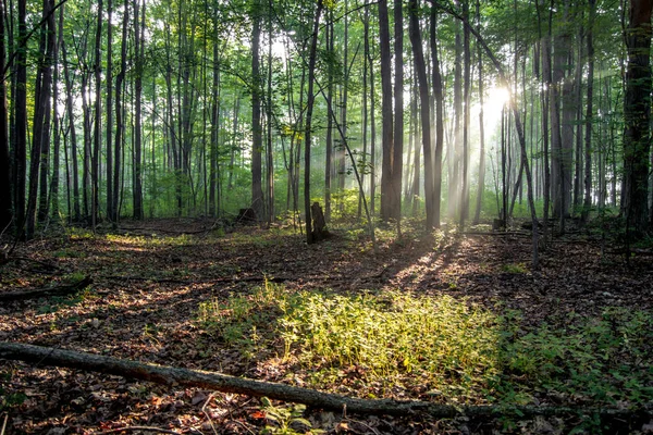 森林晨曦 密歇根州北部的一个北方寒带森林里的日出 阳光照射着茂密的森林地面 — 图库照片