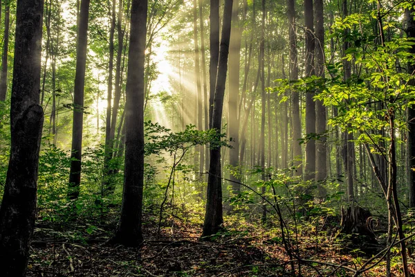 在密歇根州北部 阳光照亮了一片黑暗茂密的森林 — 图库照片