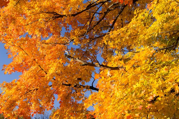 Autumn Maple Leaf Background. Vibrant yellow colors on the lush foliage of a large maple tree in Michigan