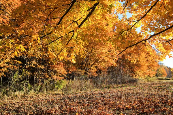Herbsternte Landwirtschaftliches Feld Mit Weizen Umgeben Von Herbstlaub Mittleren Westen — Stockfoto