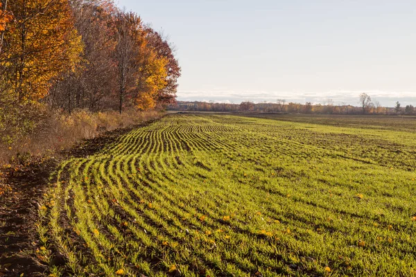 Freshly Planted Wheat Field Rows Winter Wheat Planted Fall American — Stock Photo, Image