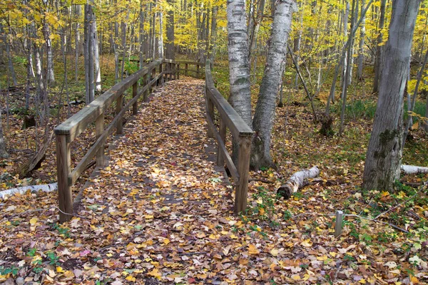Jesienny Spacer Lesie Drewniany Szlak Pieszy Wędruje Przez Bujny Jesienny — Zdjęcie stockowe