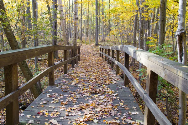 Autumn Hike Wooden Footbridge Trail Wanders Lush Autumn Forest Vibrant — Stock Photo, Image