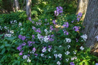 Vahşi Phlox. Michigan 'daki Mackinaw Adası Eyalet Parkı' nda bir grup vahşi fenomen..