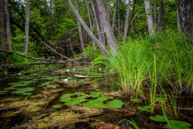 Orman Sulak Arazi. Kuzey Michigan ormanlarında nilüfer yaprakları ve beyaz nilüfer çiçekleri olan yemyeşil orman sulak arazisi. Hartwick Pines Eyalet Parkı.