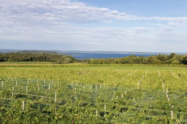 Old Mission Point Peninsula Vineyard. Small vineyard overlooks Lake Michigan in the Traverse City area of Michigan. The area is renowned for it's cherry groves and vineyards and is a popular area for wine tasting tours. clipart