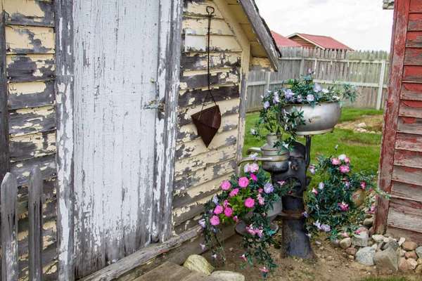 Rustic Country Garden Shed. Exterior of garden shed with a variety of potted petunias at the entrance.