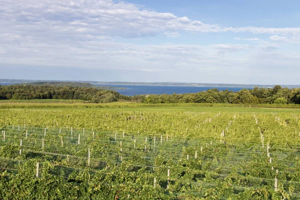 Old Mission Point Peninsula Vineyard Petit Vignoble Surplombe Lac Michigan — Photo