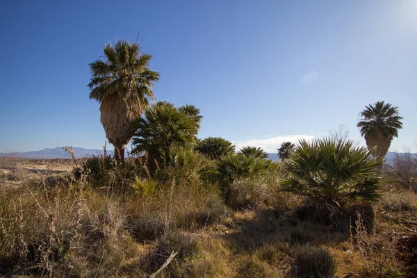 Desert Oasis Natural Desert Oasis Rogers Springs Lake Mead National — Stock Photo, Image