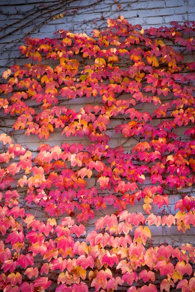 秋の赤つる — ストック写真
