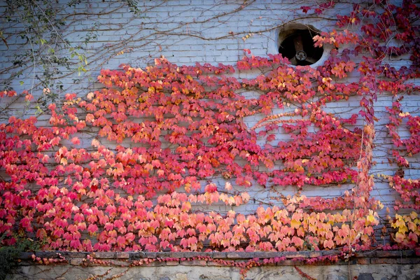 Enredadera roja de otoño —  Fotos de Stock
