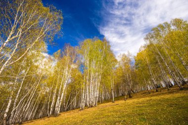 Sincan Hemu köy huş ağacı orman sonbahar sahne