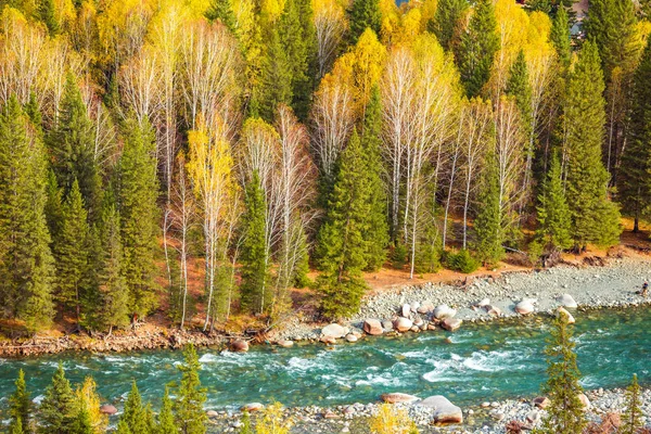 Синьцзян Хему деревня березы леса осенний пейзаж — стоковое фото