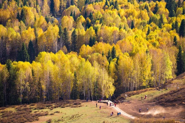 新疆 Hemu 村白樺の森秋の風景 — ストック写真